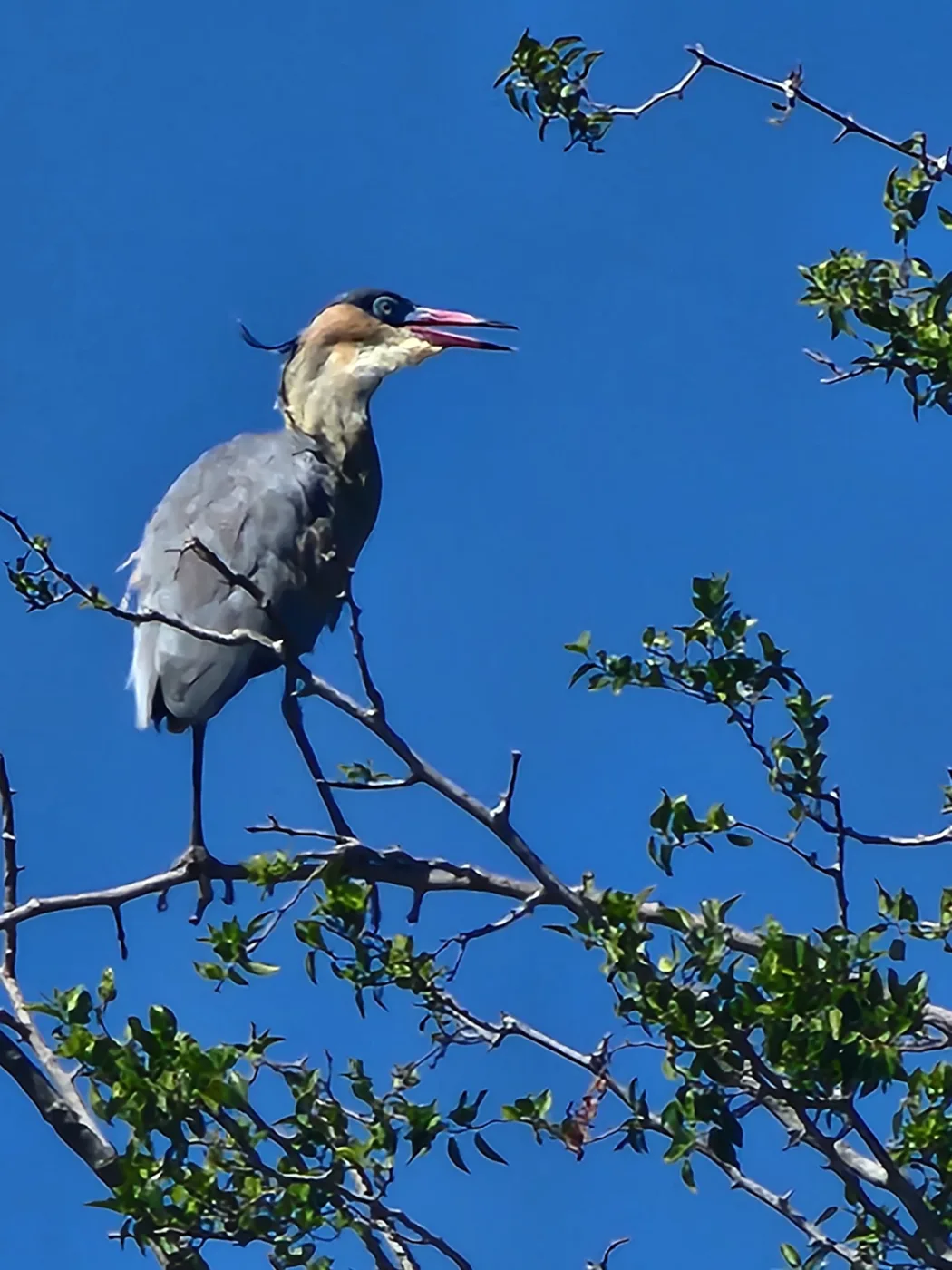 Garza chiflona posada en lo alto de un tala