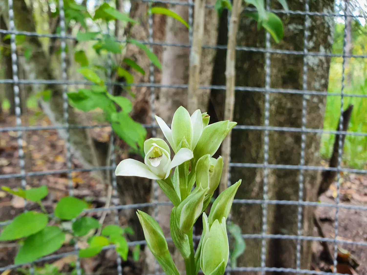 Flor de la orquídea del talar protegida por una malla en el predio